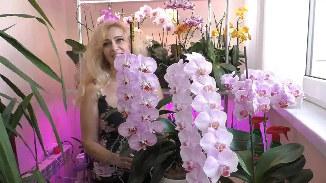 Kvetinárka poradila najlepší trik na kvitnutie orchideí: Ak už dlho nekvitla, dajte jej toto rovno do črepníka – chvíľa a nahodí puky!