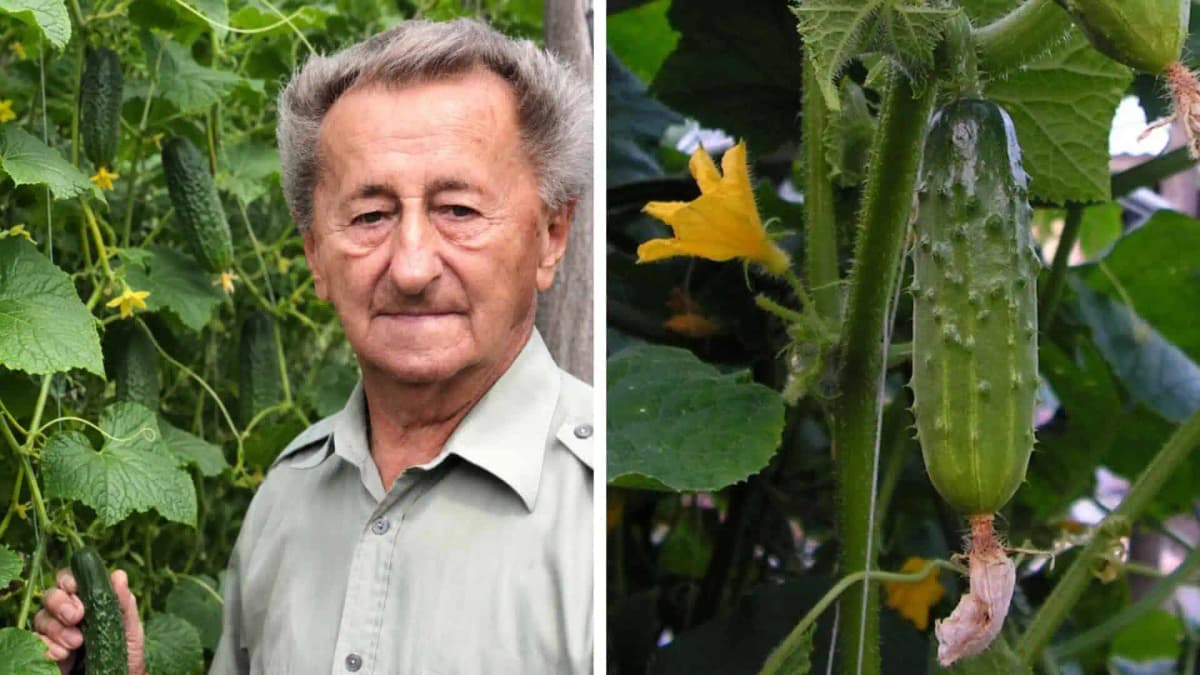 Prečo sú vaše uhorky horké? Profesor Hričovský poznal chybu, ktorú robia mnohí záhradkári