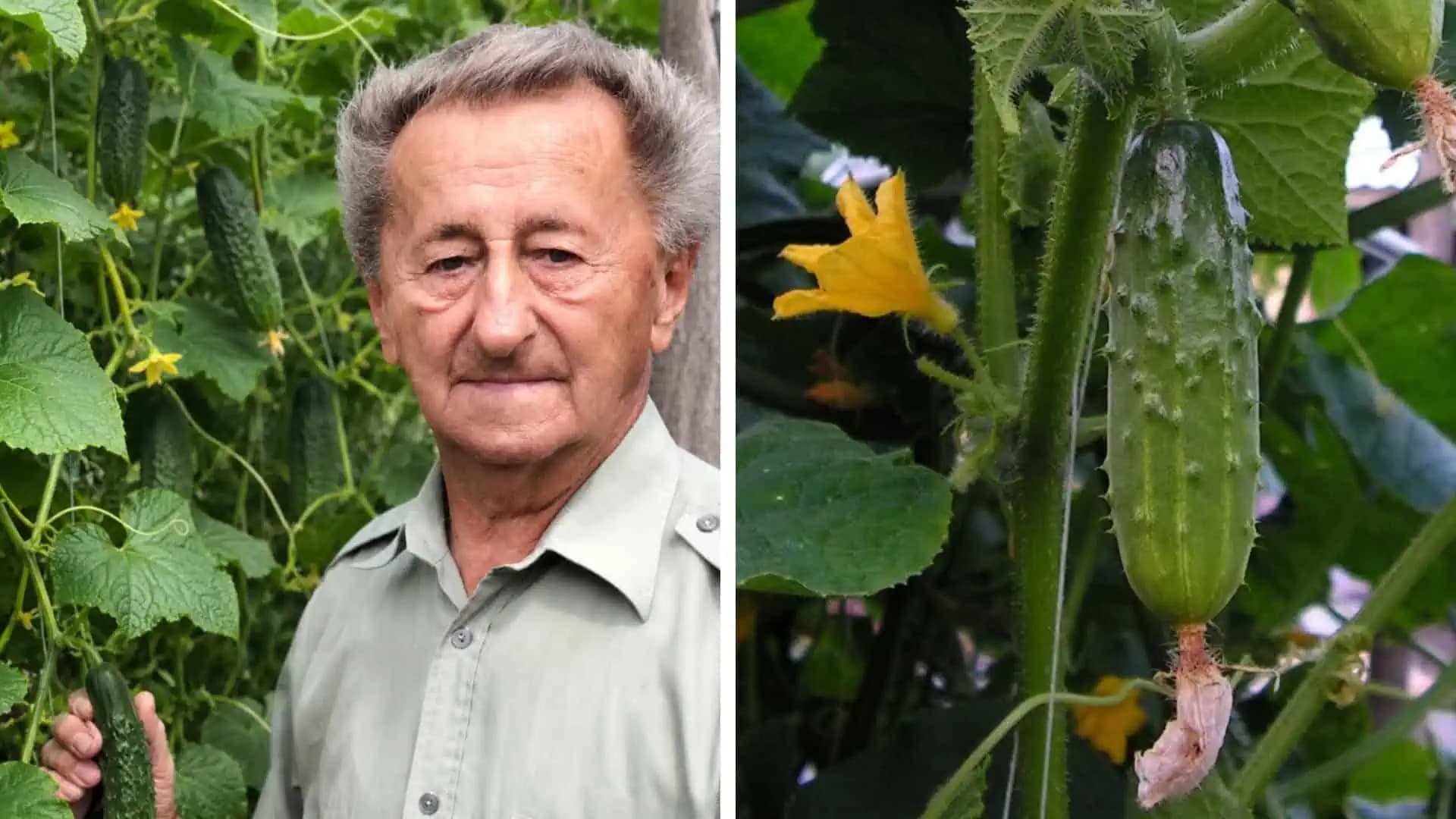 Prečo sú vaše uhorky horké? Profesor Hričovský poznal chybu, ktorú robia mnohí záhradkári