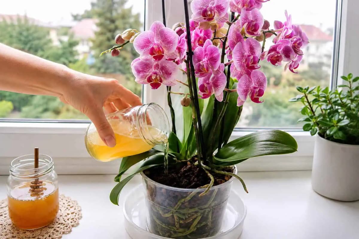 Orchideu zalievajte týmto jednoduchým roztokom: Rýchlo začne vytvárať nové výhonky a bohato kvitnúť!