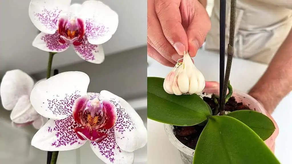 Urobte TOTO a vaša orchidea bude kvitnúť po celý rok: Veľmi jednoduché a lacné!