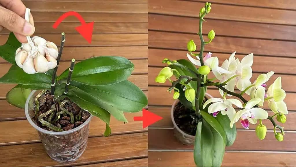 Záhradník mi dal lacný a EXTRÉMNE účinný recept: Zalejte s tým ORCHIDEU a kvitne nepretržite po celý rok!