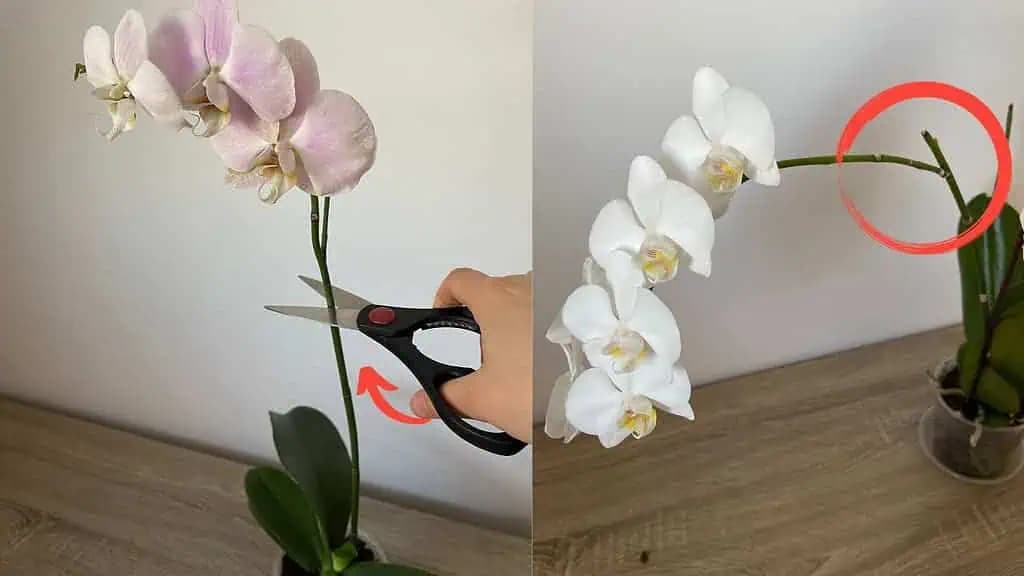 Moja orchidea ledva kvitla a dnes má 40 KVETOV: Stačilo LEN spraviť túto vec a výsledok úžasný!