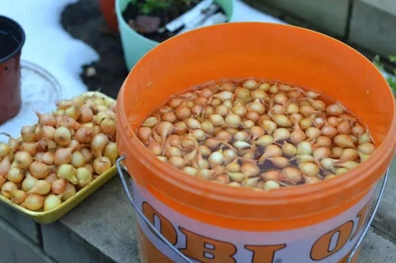 Po obyčajnej sóde rastie cibuľa ako divá: Žiadne háďatká, pleseň a úrody máme 2x toľko!