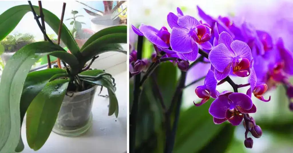 Kúzelná voda na orchideu: MUSÍ prebudiť aj najbiednejšiu rastlinku a máte ju zadarmo – už ani euro za hnojivá z obchodu!