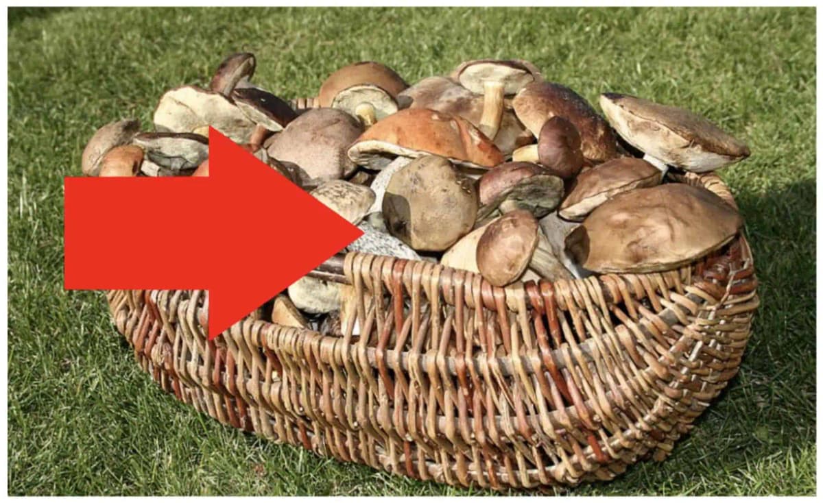 Môj sused mi poradil perfektnú FINTU, ako čistiť HUBY: Všetky vyčistíte naraz a netreba ani nožík!