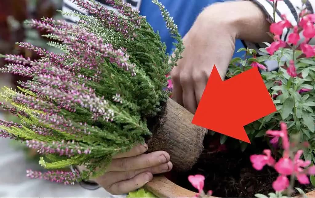 Konečne viem, prečo moje VRESY zvädli: Keby som vedela, že im stačí dať toto, urobila by som to pred rokmi – nič to nestojí!