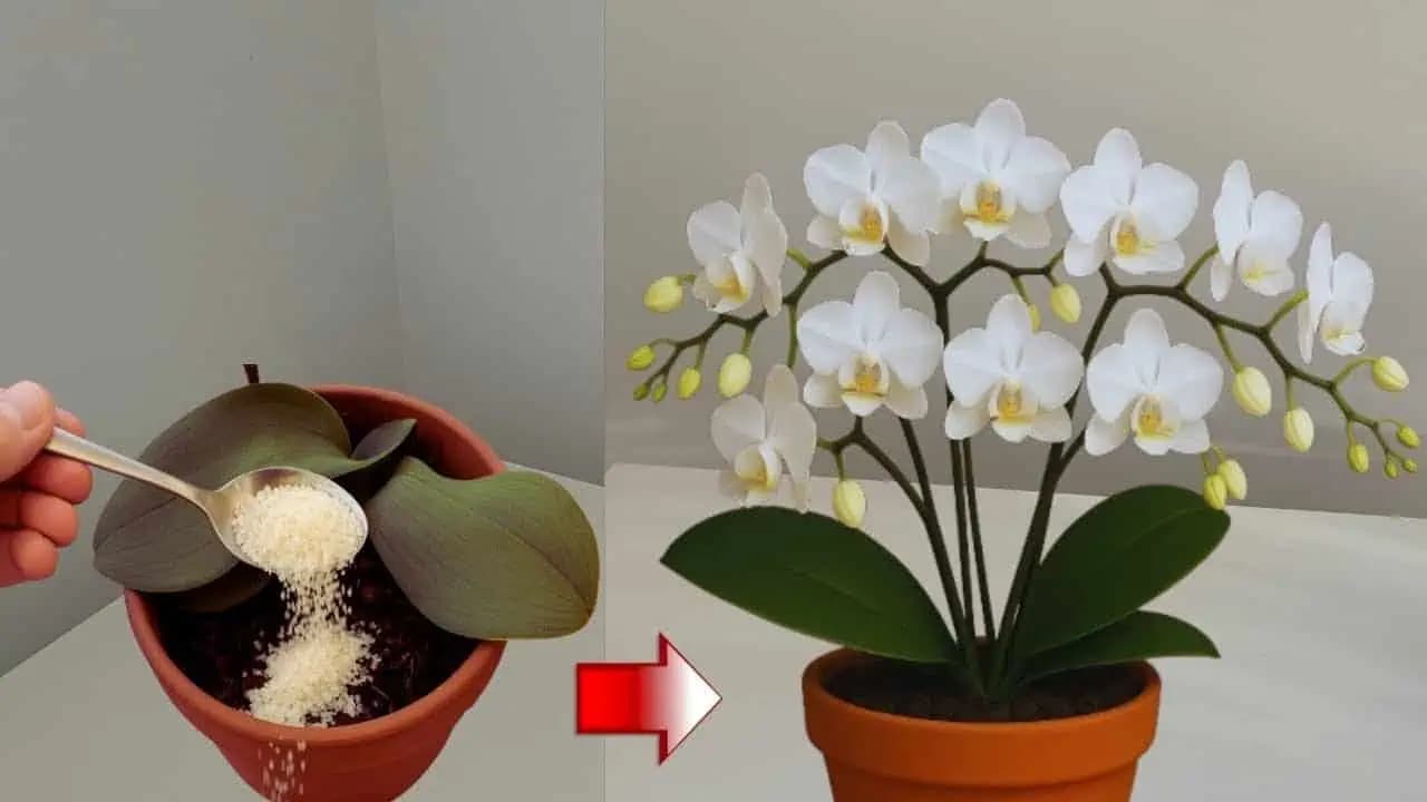 Táto orchidea nerástla 6 mesiacov, kým som jej nedala toto: Zrazu ožila a kvitne ako šialená!