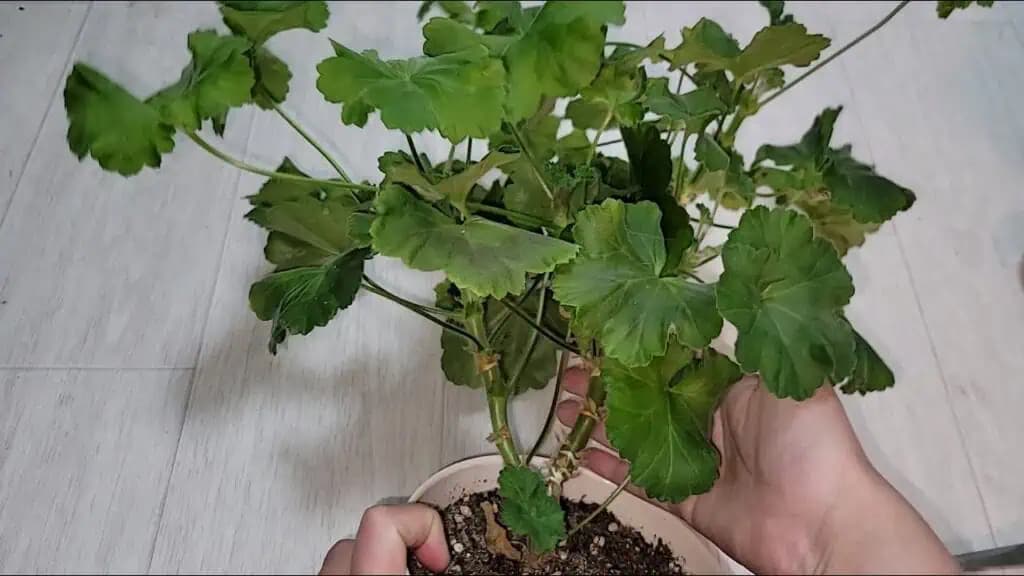 Nevyhnutne to spravte s MUŠKÁTMI na jeseň: Po zime budú zdravé, silné a kvitnú DVAKRÁT viac!