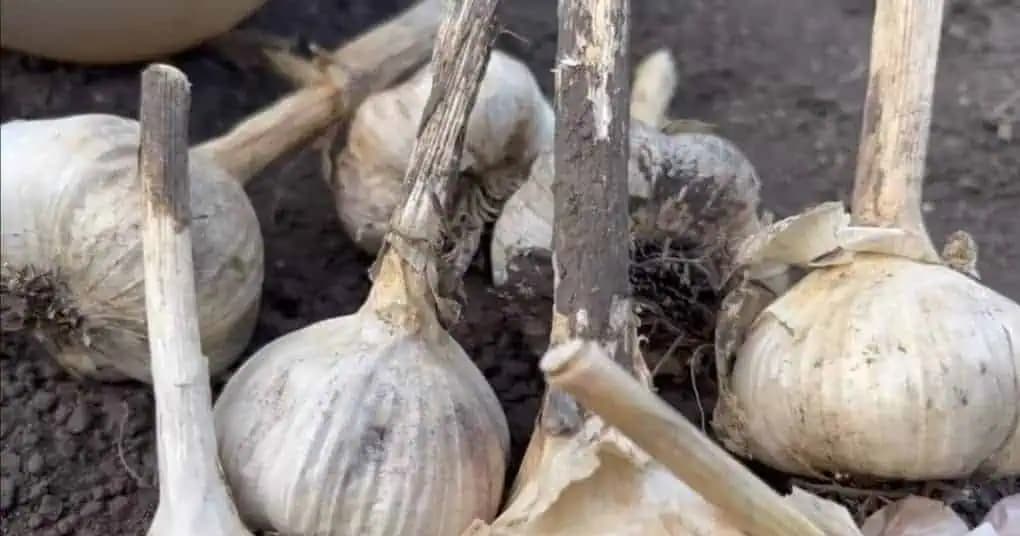 Pred výsadbou nezabudnite dať CESNAKU obyčajnú soľ: TRIK pre obrovskú úrodu a veľké hlávky!