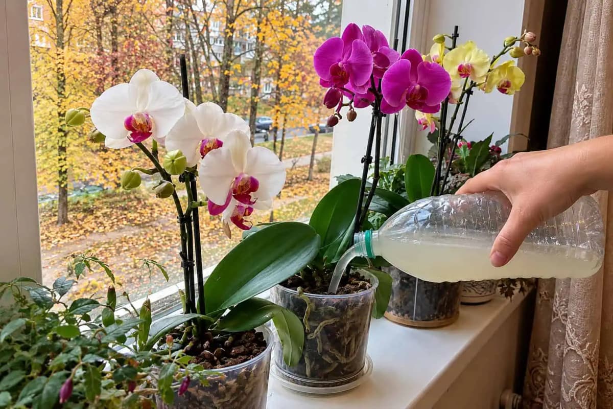 Orchidea má krásne listy, ale stále nie a nie kvitnúť? Rýchlo skontrolujte túto vec!