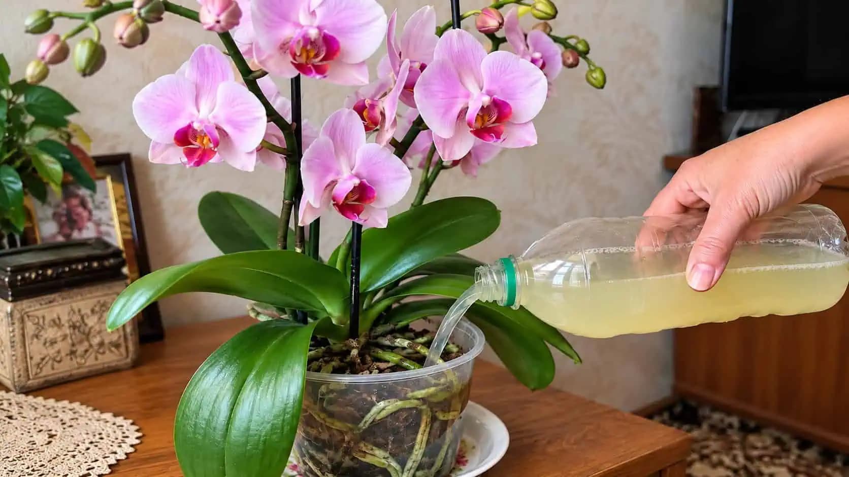 Ako naštartovať orchideu na jeseň aby kvitla a tvorila nové výhonky? Hlavné rady pri hnojení!
