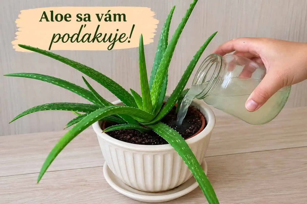 Hnojivo, ktoré treba dať aloe, aby rýchlo rástla a mala veľa VEĽKÝCH LISTOV!