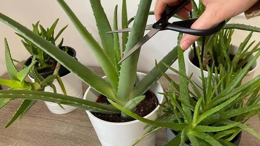 Tu je návod pre LIEČIVÚ ALOE VERA: Vďaka má mať toľko nových výhonkov, že ich môžete aj predávať!