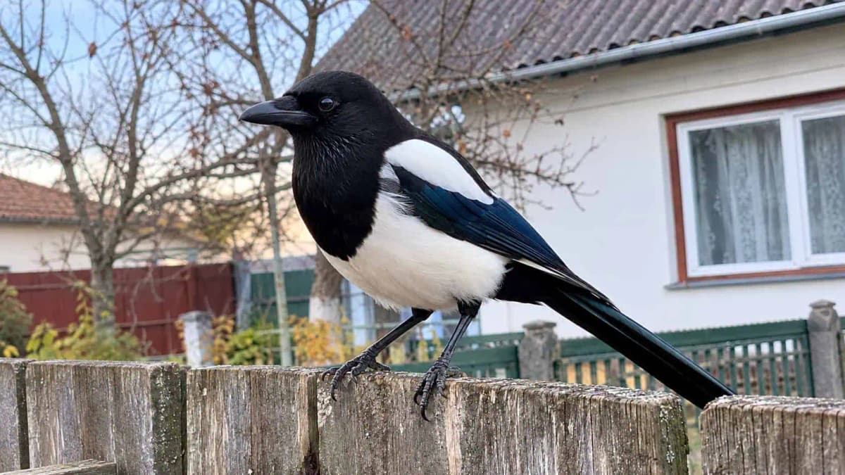 Straka sa vo vašej záhrade neobjaví bezdôvodne: Na čo by si majitelia domov mali dať pozor?