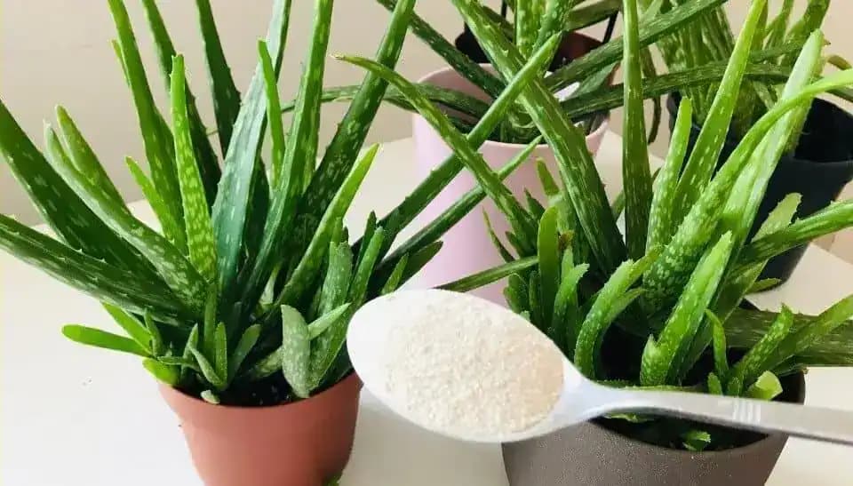 1 LYŽICA rovno do kvetináča a Aloe vera sa rozrástla o nové listy: Teraz môžem rastliny aj predávať!