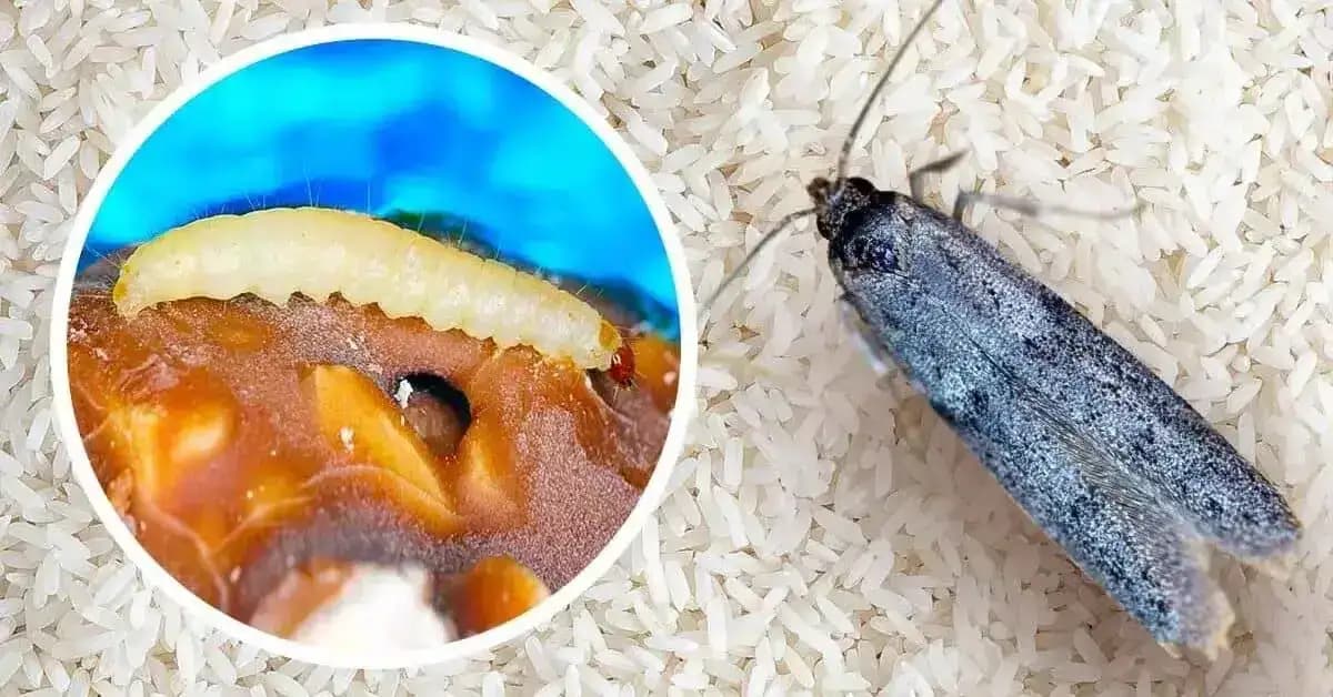 Absolútny likvidátor POTRAVINOVEJ MOLE: Domáci zázrak za pár drobných ich dostal z domu aj z pivnice – chémiu na to netreba!