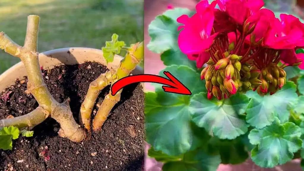 MUŠKÁTY na jeseň NIKDY nevyhadzujte: Stačí spraviť TOTO a na jar vám ich bude celá ulica závidieť!