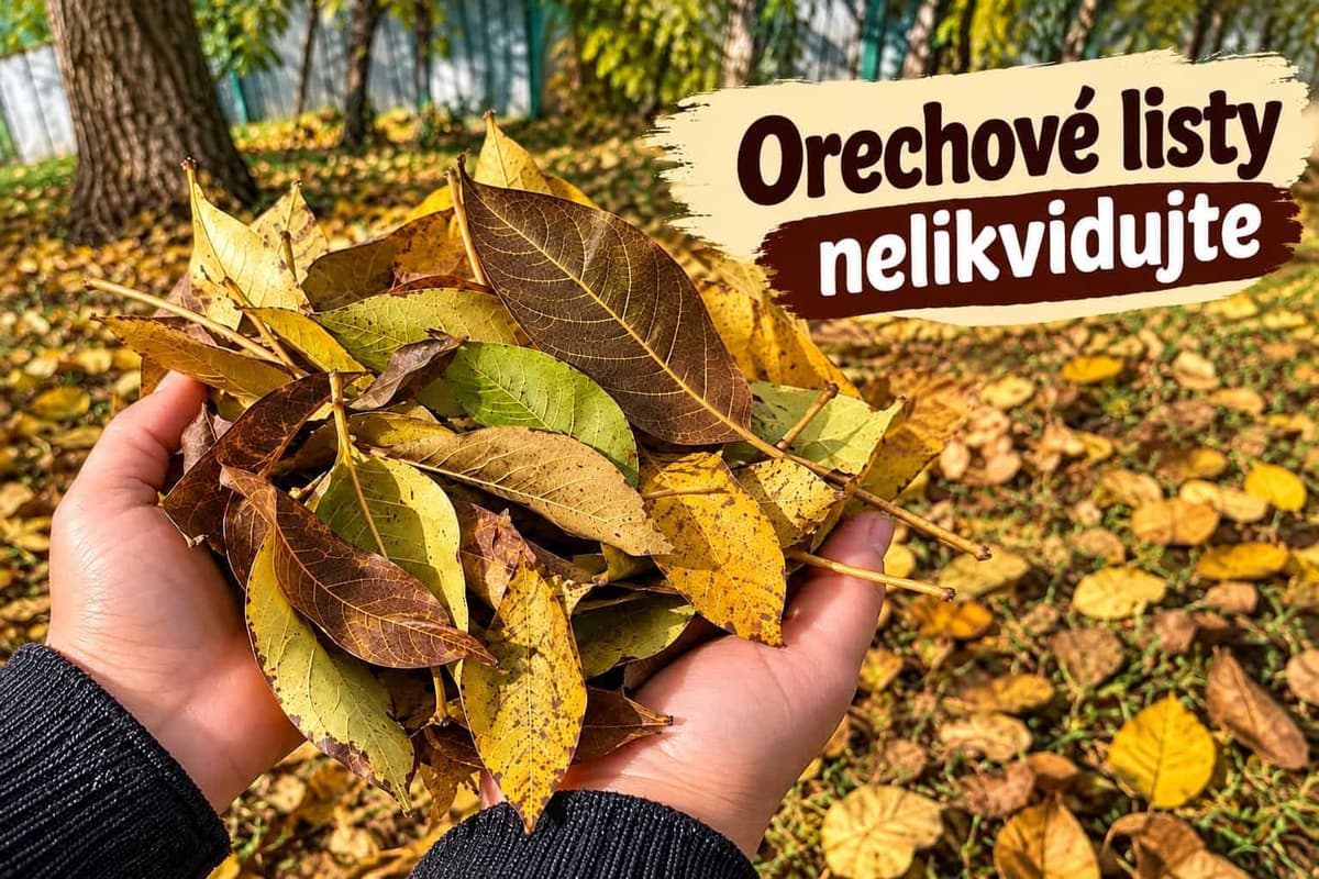 Orechové lístie na jeseň nevyhadzujte! V záhrade ho môžete využiť hneď 5 užitočnými spôsobmi