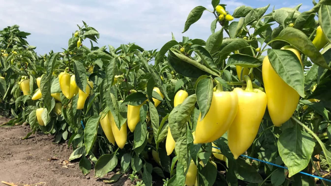 Toto je dobré vedieť o výsadbe papriky, ak chcete bohatú úrodu!
