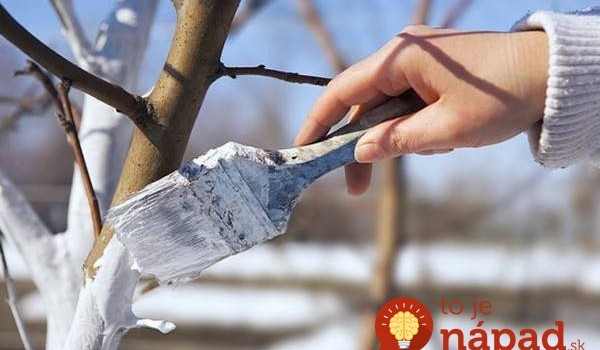 Nechráni len pred mrazmi: Toto je dôležitý dôvod, prečo vaše stromy musíte na jar natrieť vápnom