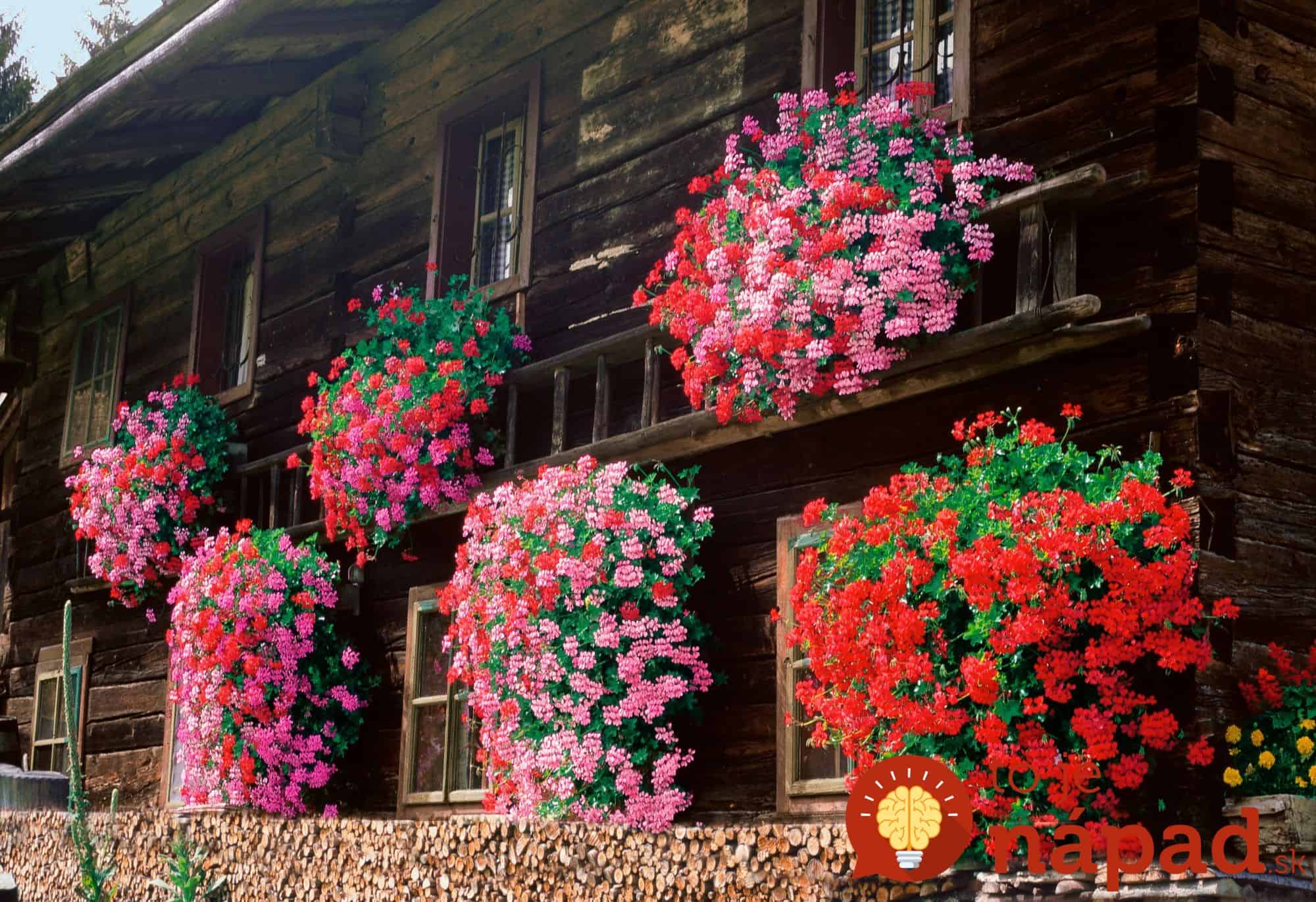 VÃ½sledok vyhÄ¾adÃ¡vania obrÃ¡zkov pre dopyt geranium in tirol alp cottage