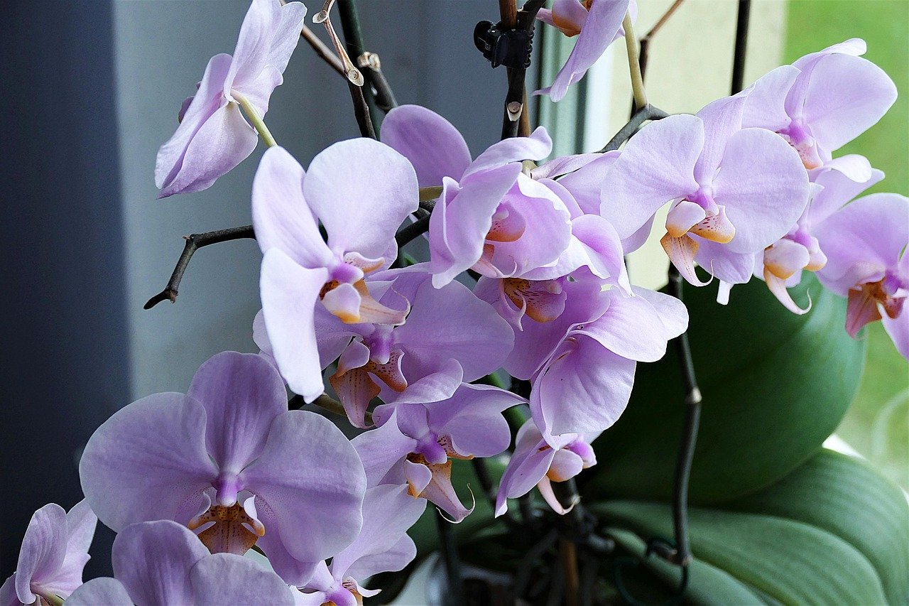 This image has an empty alt attribute; its file name is orchid-2667984_1280.jpg