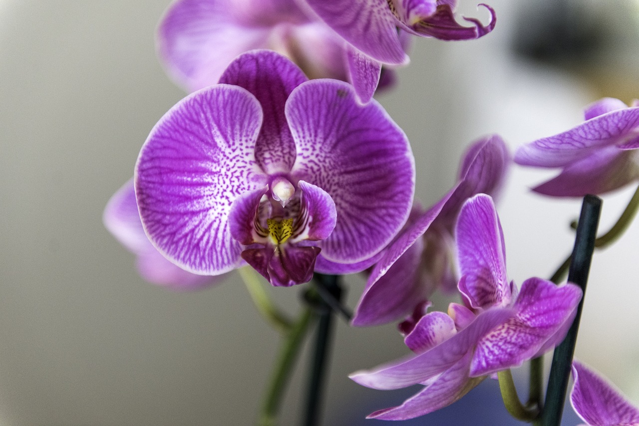 This image has an empty alt attribute; its file name is orchid-4068853_1280.jpg