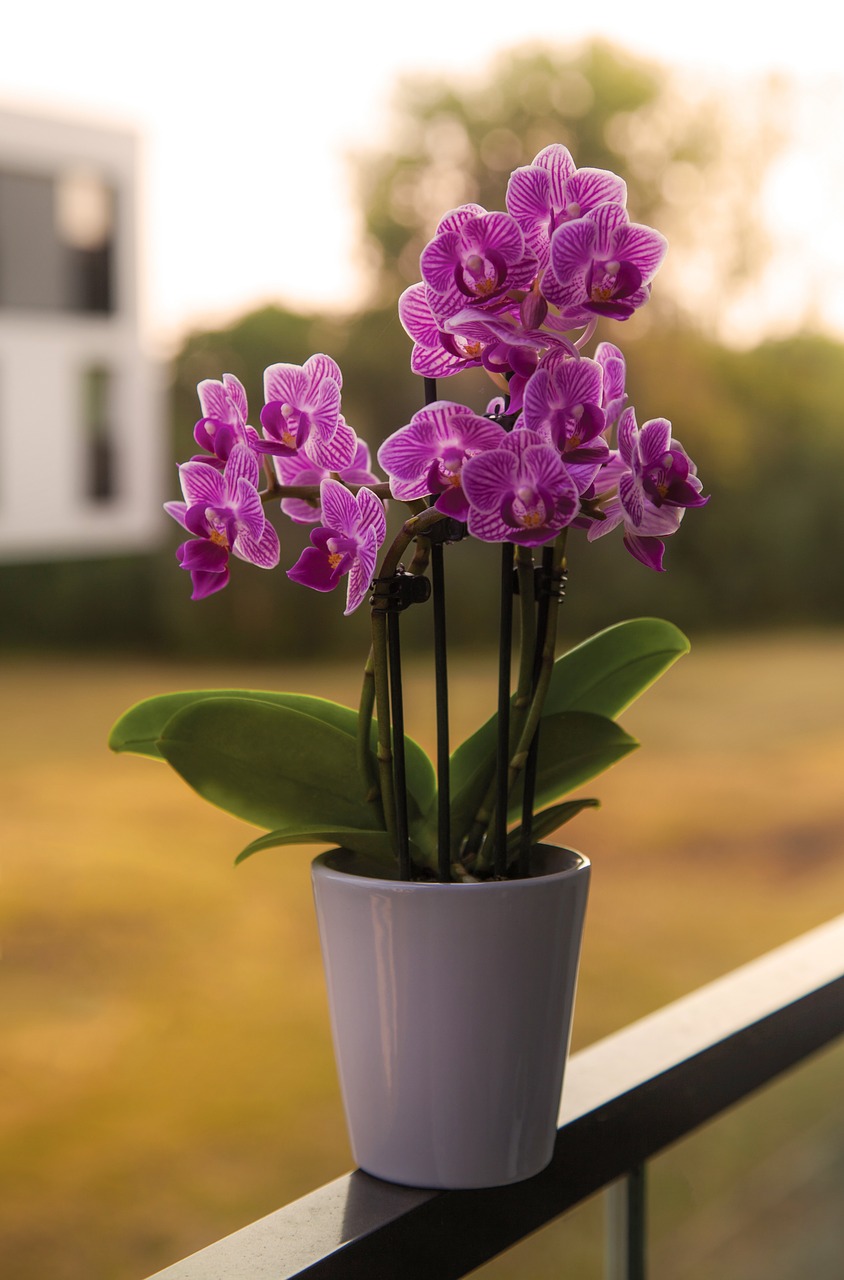 This image has an empty alt attribute; its file name is orchid-g3c997fad4_1280.jpg