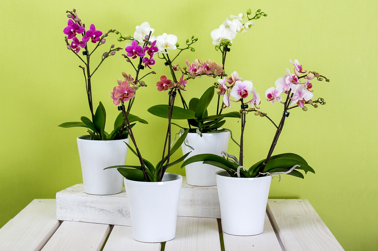 This image has an empty alt attribute; its file name is orchids-g46dbf1ae7_1280.jpg